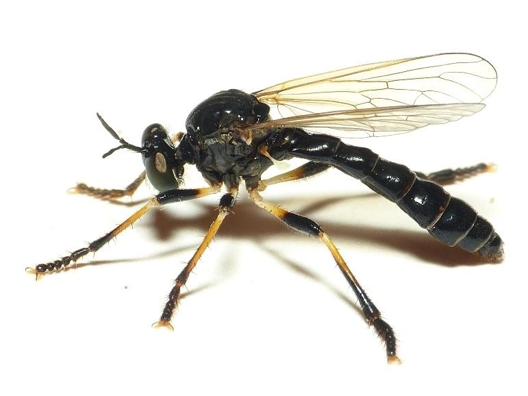 File:Dioctria cothurnata m lateral.jpg