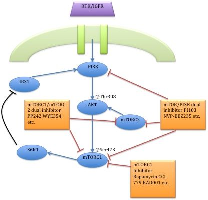 File:Dual inhibitors.jpg