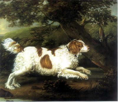 File:English Water Spaniel.jpg