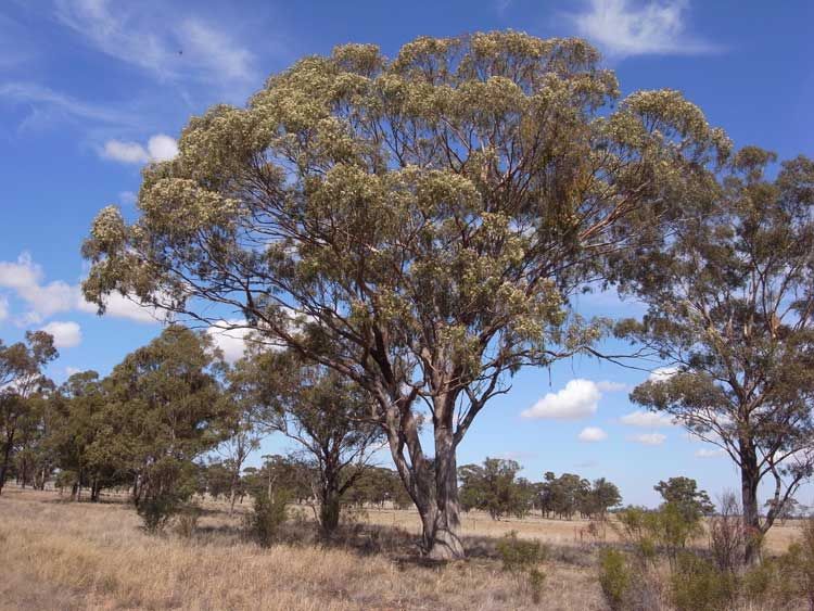 File:Eucalyptus pilligaensis.jpg