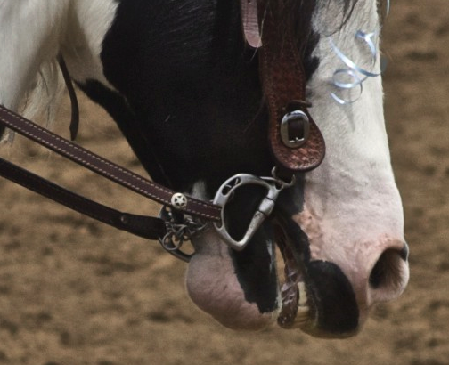 File:Gypsy Vanner4-2.png