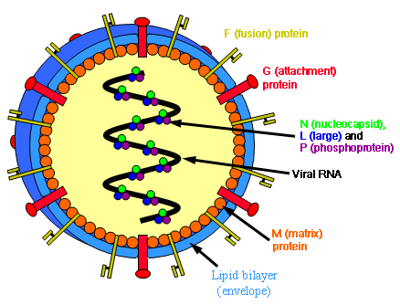 File:Henipavirus structure.png