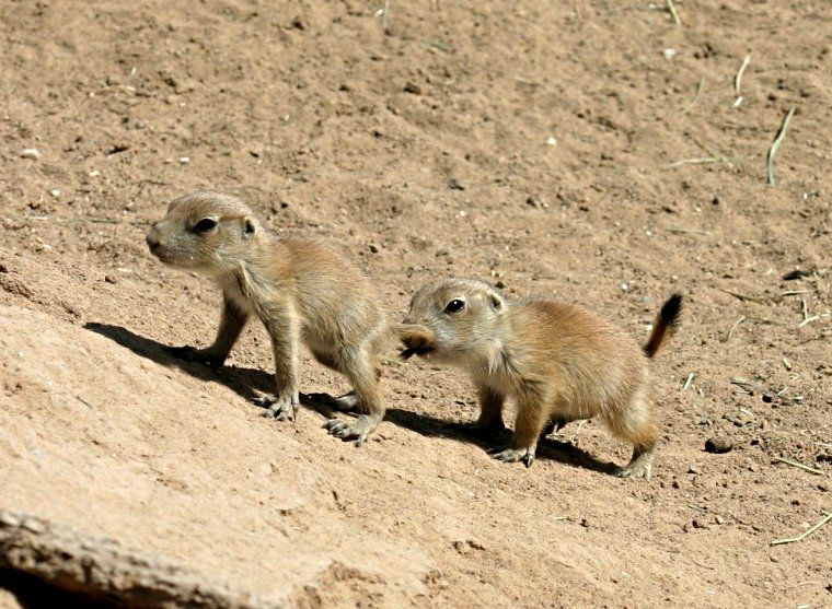 File:Juvenile black-tailed prairie dogs.jpg