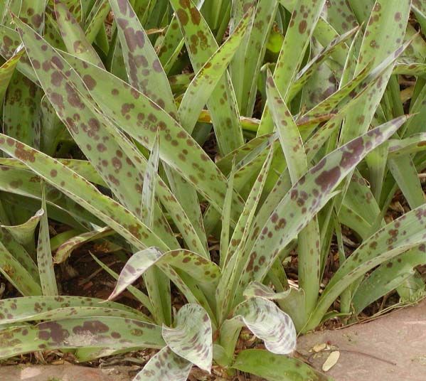 File:Manfreda maculosa leaves.jpg