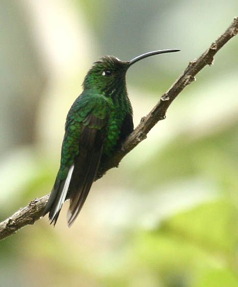 File:Mountain Velvetbreast (Lafresnaya lafresnayi).jpg