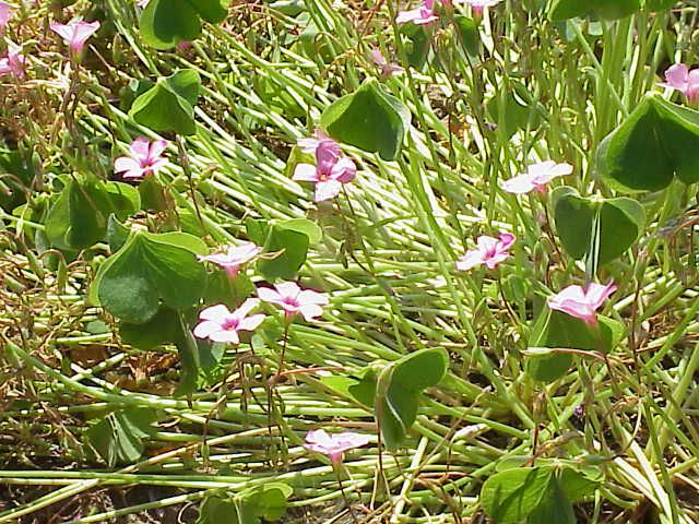 File:Oxalis articulata rubra0.jpg