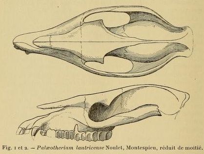 File:Palaeotherium lautricense skull reconstruction.jpg