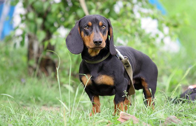 File:Standard-Dachshund.jpg