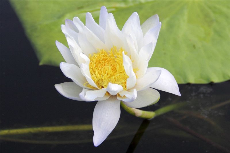 File:Unknown Australian waterlily.jpg