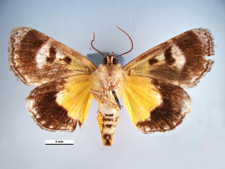 File:Zalissa catocalina ventral.jpg