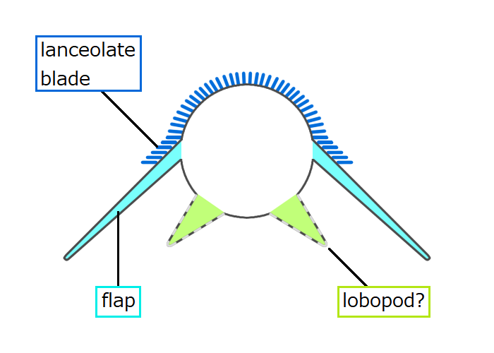 File:20210807 Utaurora comosa trunk cross section.png