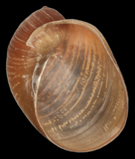 File:Amphibulima patula dominicensis shell.png