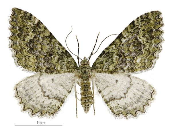 File:Austrocidaria umbrosa female.jpg