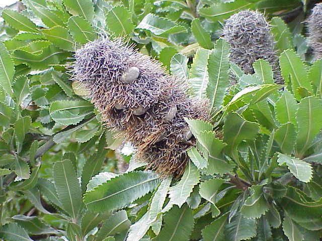 File:Banksia serrata0.jpg