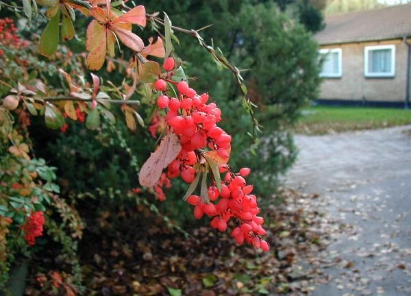 File:Berberis-aggregata.JPG