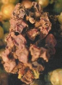 File:Botrytisgrape.JPG