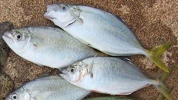 File:Brownback trevally catch.jpg