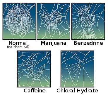 File:CaffeinatedSpider.jpg