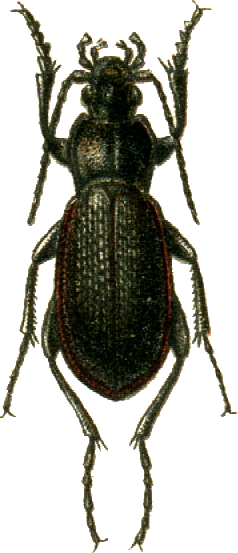 File:Carabus estreicheri Jacobson.png