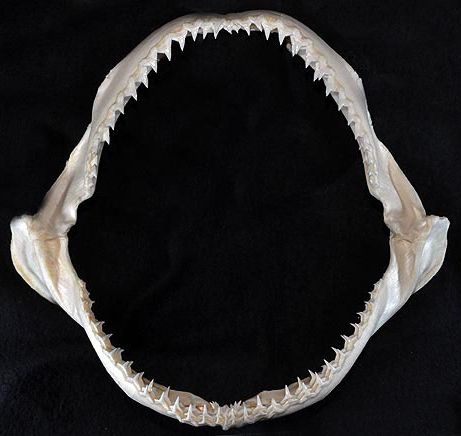 File:Carcharhinus signatus jaws.jpg