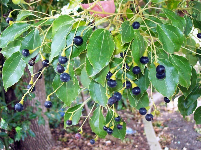 File:Cinnamomum camphora Turramurra railway.jpg