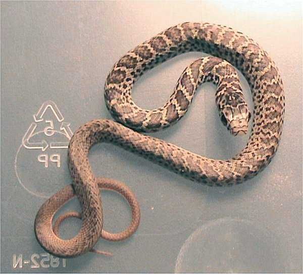 File:Coluber constrictor flaviventris.jpg