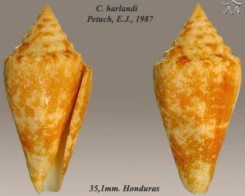 File:Conus harlandi 1.jpg