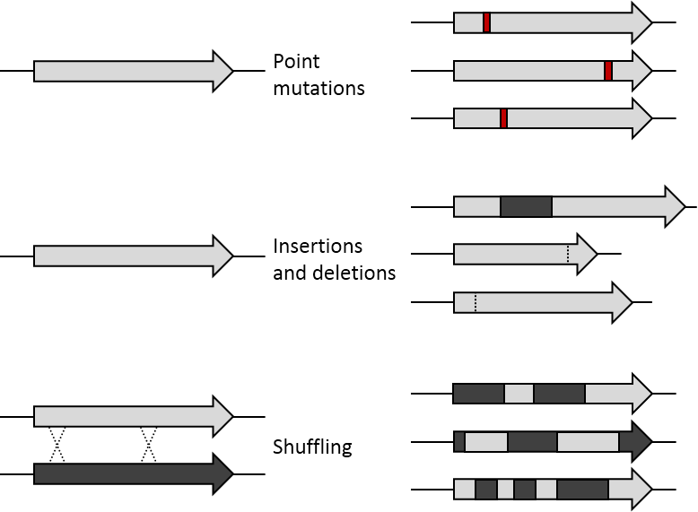 File:DE Mutations.png