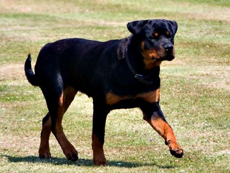 File:Dog rottweiler.jpg