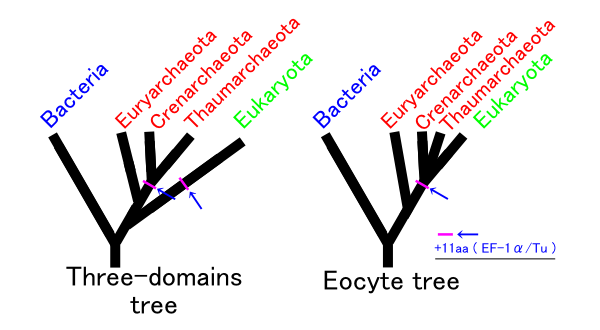 File:Eocyte hypothesis.png