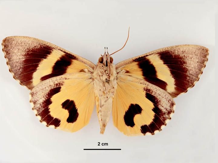 File:Eudocima phalonia female ventral.jpg