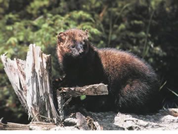 File:Fisher (animal).jpg