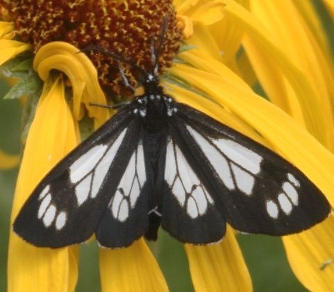 File:Gnophaela vermiculata hindwings1.jpg