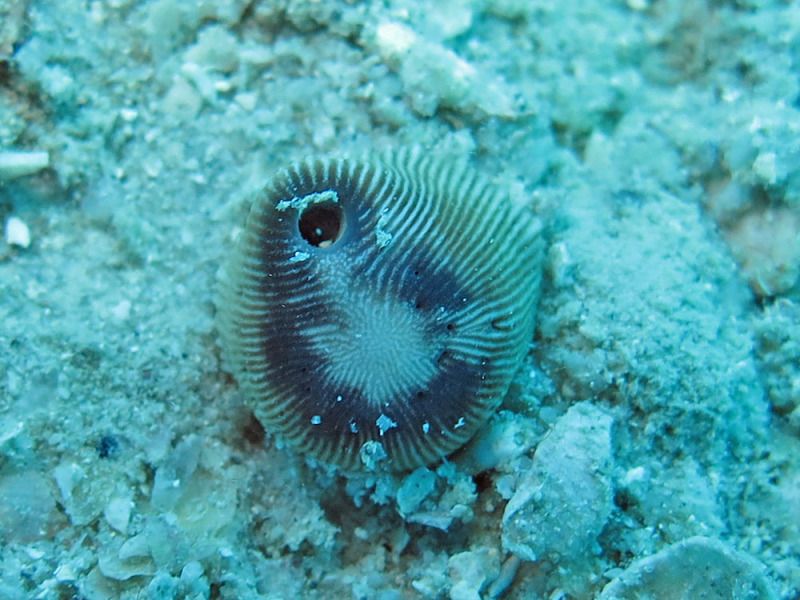 File:Heterocyathus aequicostatus, Aspidosiphon muelleri.jpeg