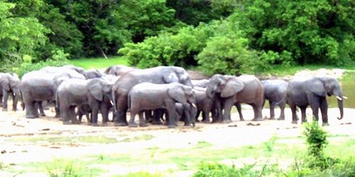 File:Kamuku National Park kaduna State Nigeria.jpg