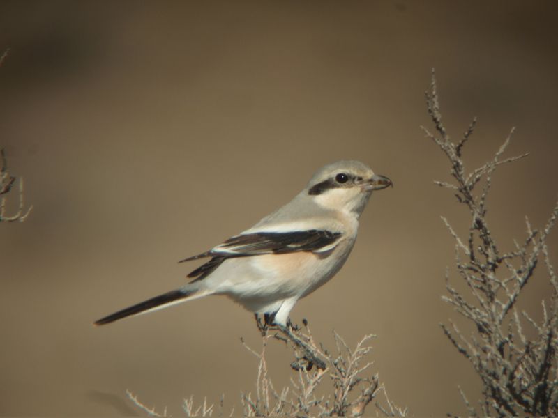 File:Lanius pallidirostris.jpg