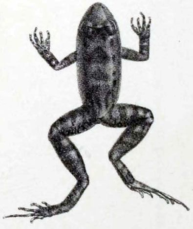 File:Leptodactylus discodactylus Boulenger, 1884.jpg