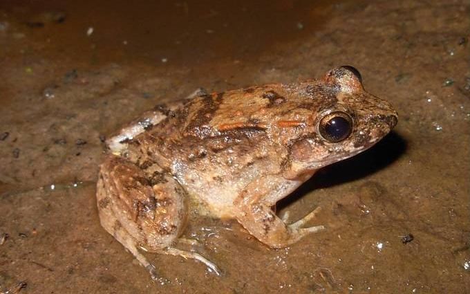 File:Leptodactylus petersii.jpg