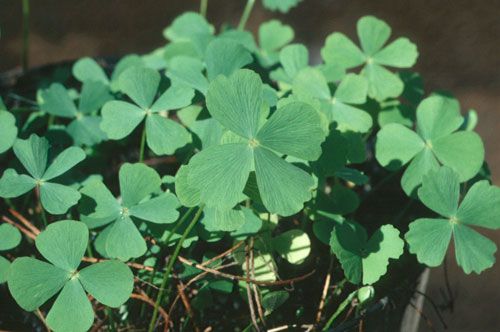 File:Marsilea minuta.jpg