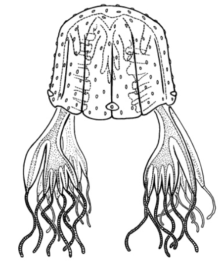 File:Medusae of world-vol03 pl57 Chiropsalmus quadrumanus.png