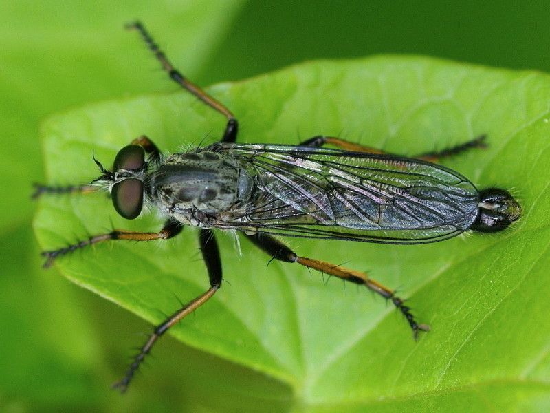 File:Neomochtherus geniculatus male1.jpg