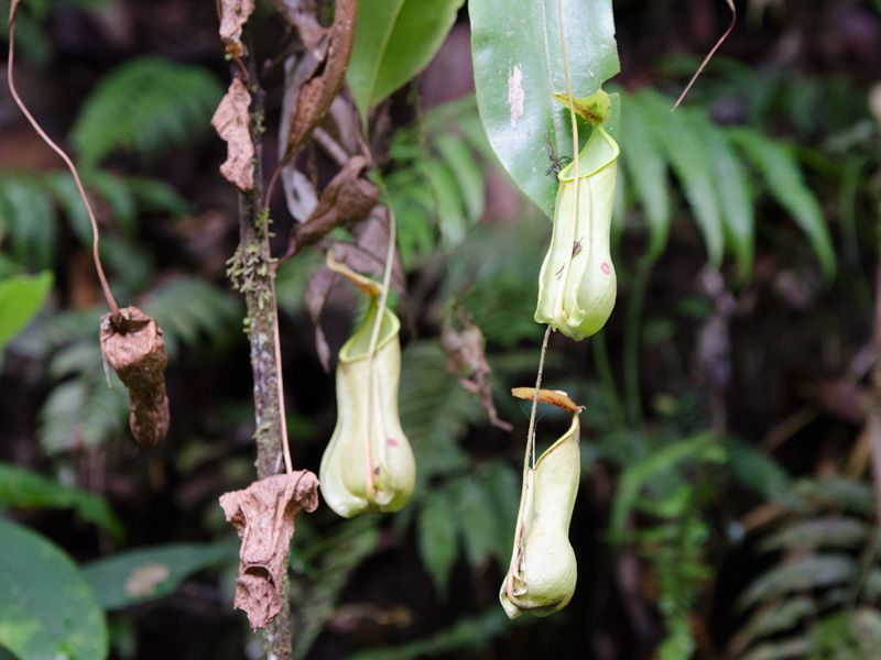 File:Nepenthes distillatoria.jpg