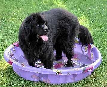 File:Newfoundland dog2.jpg