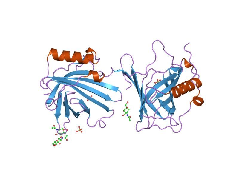 File:PDB 1dfv EBI.jpg