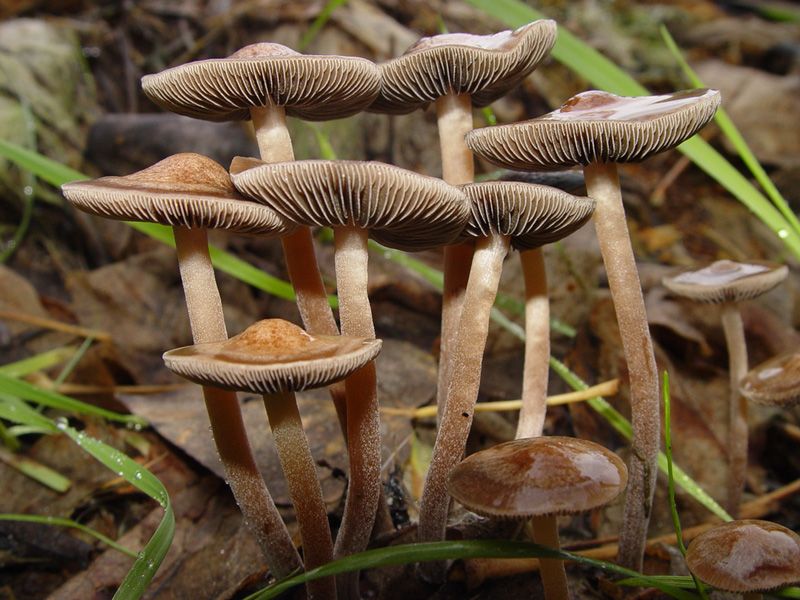 File:Panaeolus.subbalteatus.5.jpg