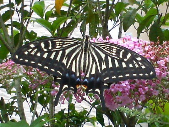 File:Papilio xuthus 070707.jpg