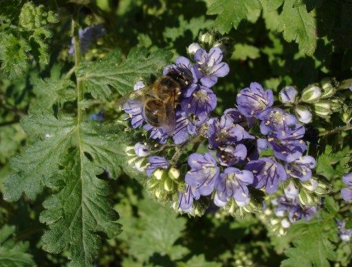 File:Phacelia congesta.jpg