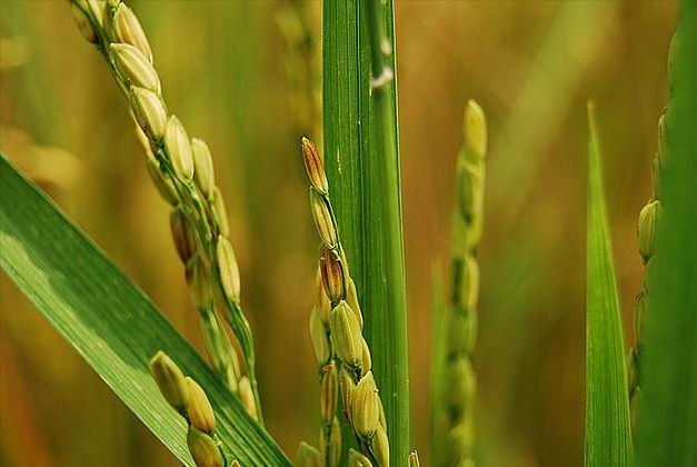 File:Rice Grains.jpg