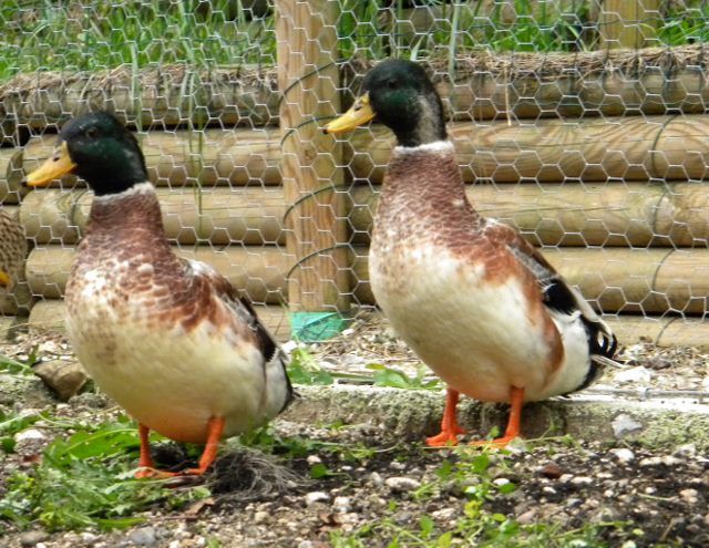 File:SILVER APPLEYARD DUCK 01.jpg