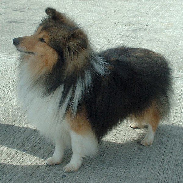 File:Shetland Sheepdog 600.jpg